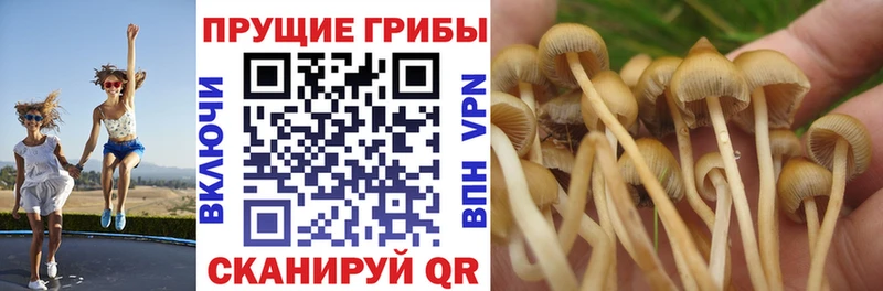 купить  цена  Октябрьск  дарк нет официальный сайт  Галлюциногенные грибы Cubensis  mega зеркало 